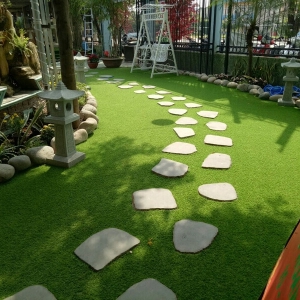 CỎ SÂN VƯỜN